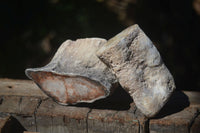 Polished Petrified Wood Branch Pieces  x 6 From Mahajanga, Madagascar - Toprock Gemstones and Minerals 