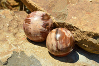 Polished Petrified Red Podocarpus Wood Spheres  x 6 From Madagascar - TopRock