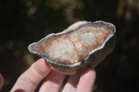 Polished Petrified Wood Branch Pieces  x 6 From Mahajanga, Madagascar - Toprock Gemstones and Minerals 