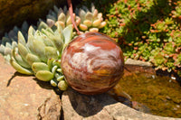 Polished Petrified Red Podocarpus Wood Spheres  x 6 From Madagascar - TopRock