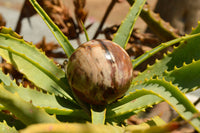 Polished Petrified Red Podocarpus Wood Spheres  x 6 From Madagascar - TopRock