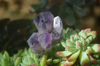 Natural Small Dark Amethyst Clusters x 12 From Zambia