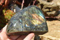 Polished Labradorite Standing Free Forms With Intense Blue & Gold Flash x 2 From Sakoany, Madagascar - TopRock