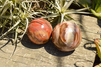 Polished Petrified Red Podocarpus Wood Spheres  x 6 From Madagascar - TopRock