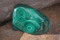 Polished Flower Banded Malachite Free Forms  x 12 From Congo - Toprock Gemstones and Minerals 