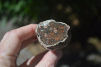 Polished Petrified Wood Branch Pieces  x 6 From Mahajanga, Madagascar - Toprock Gemstones and Minerals 