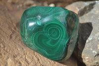 Polished Flower Banded Malachite Free Forms  x 12 From Congo - Toprock Gemstones and Minerals 