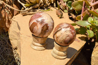 Polished Petrified Red Podocarpus Wood Spheres  x 6 From Madagascar - TopRock