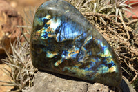 Polished Labradorite Standing Free Forms With Intense Blue & Gold Flash x 2 From Sakoany, Madagascar - TopRock