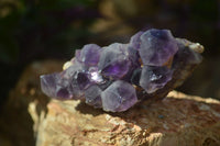 Natural Dark Amethyst Crystal Clusters x 12 From Zambia