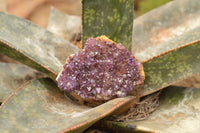 Natural Dark "Amethystos" Amethyst Clusters  x 24 From Kwaggafontein, South Africa - TopRock