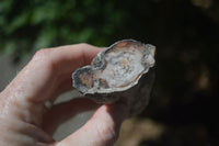 Polished Petrified Wood Branch Pieces  x 6 From Mahajanga, Madagascar - Toprock Gemstones and Minerals 