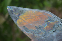 Polished Labradorite Standing Free Forms With Purple & Blue Flash  x 2 From Tulear, Madagascar - Toprock Gemstones and Minerals 