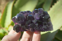 Natural Dark Amethyst Crystal Clusters x 12 From Zambia