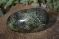 Polished Leopard Stone Standing Free Forms x 6 From Zimbabwe