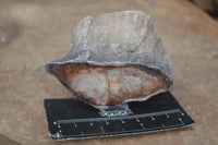 Polished Petrified Wood Branch Pieces  x 6 From Mahajanga, Madagascar - Toprock Gemstones and Minerals 