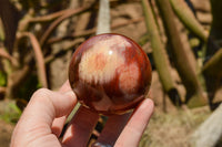 Polished Petrified Red Podocarpus Wood Spheres  x 6 From Madagascar - TopRock