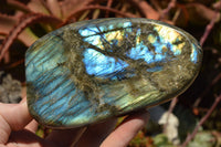 Polished Labradorite Standing Free Forms With Intense Blue & Gold Flash x 2 From Sakoany, Madagascar - TopRock