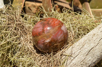 Polished Petrified Red Podocarpus Wood Spheres  x 6 From Madagascar - TopRock