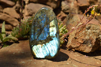 Polished Labradorite Standing Free Forms With Intense Blue & Gold Flash x 2 From Sakoany, Madagascar - TopRock