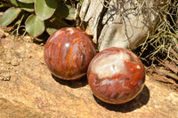 Polished Petrified Red Podocarpus Wood Spheres  x 6 From Madagascar - TopRock