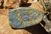 Polished Labradorite Standing Free Forms With Intense Blue & Gold Flash x 2 From Sakoany, Madagascar - TopRock