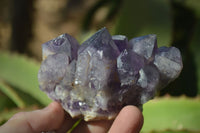 Natural Dark Amethyst Crystal Clusters x 12 From Zambia