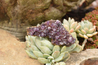 Natural Dark "Amethystos" Amethyst Clusters  x 24 From Kwaggafontein, South Africa - TopRock