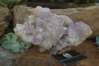 Natural Jacaranda Amethyst Cluster x 1 From Mumbwa, Zambia - TopRock