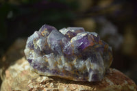 Natural Dark Amethyst Crystal Clusters x 12 From Zambia