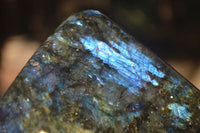 Polished Labradorite Standing Free Forms With Purple & Blue Flash  x 2 From Tulear, Madagascar - Toprock Gemstones and Minerals 