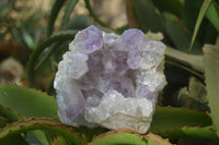 Natural Jacaranda Amethyst Clusters x 2 From Zambia