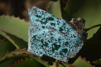 Natural Drusy Coated Chrysocolla Dolomite With Malachite Specimens x 4 From Likasi, Congo