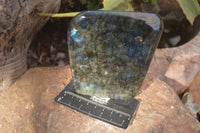 Polished Labradorite Standing Free Forms With Purple & Blue Flash  x 2 From Tulear, Madagascar - Toprock Gemstones and Minerals 