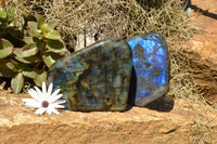 Polished Labradorite Standing Free Forms With Intense Blue Flash x 2 From Sakoany, Madagascar - TopRock