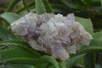 Natural Jacaranda Amethyst Cluster x 1 From Mumbwa, Zambia - TopRock