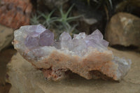 Natural Jacaranda Amethyst Cluster x 1 From Mumbwa, Zambia - TopRock