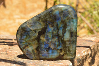 Polished Labradorite Standing Free Forms With Intense Blue Flash x 2 From Sakoany, Madagascar - TopRock