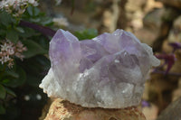 Natural Jacaranda Amethyst Clusters x 2 From Zambia