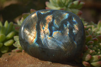 Polished  Flashy Labradorite Palm Stones  x 12 From Tulear, Madagascar