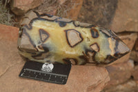 Polished Large Septaria (Yellow Calcite and Aragonite) Point x 1 From Mahajanga, Madagascar - TopRock