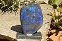 Polished Labradorite Standing Free Forms With Intense Blue Flash x 2 From Sakoany, Madagascar - TopRock