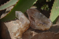 Natural Hematoid Quartz Crystals x 12 From Karoi, Zimbabwe