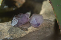 Natural Single Smokey Amethyst Crystals  x 35 From Chiredzi, Zimbabwe - Toprock Gemstones and Minerals 