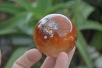 Polished Vibrant Carnelian Agate Spheres  x 5 From Madagascar - Toprock Gemstones and Minerals 