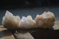 Natural White Cactus Spirit Quartz Clusters  x 12 From Boekenhouthoek, South Africa - Toprock Gemstones and Minerals 