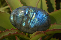 Polished  Flashy Labradorite Palm Stones  x 12 From Tulear, Madagascar