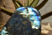 Polished Labradorite Standing Free Forms With Intense Blue Flash x 2 From Sakoany, Madagascar - TopRock