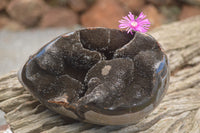 Polished Septaria Dragons Egg x 1 From Mahajanga, Madagascar - TopRock