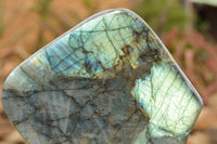 Polished Labradorite Standing Free Form With A Full Face Flash x 1 From Tulear, Madagascar - TopRock